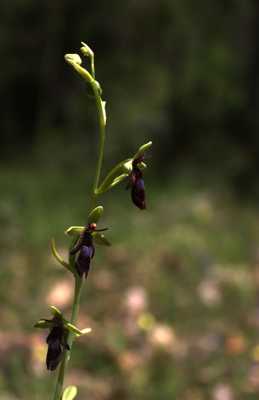 ophrys mouche