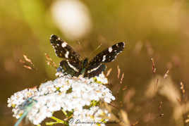 Le papillon se repose