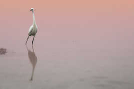 Aigrette gazelle