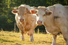 Le taureau