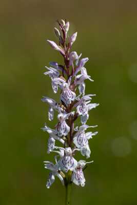 Archives florales : Orchis maculé