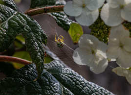 7 fourmi bientôt piègée par minuscule araignée
