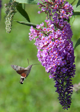 Papillon colibri