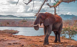 Elephant aux couleurs du Tsavo