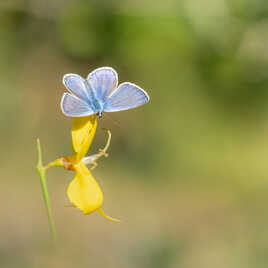 Bleu sur jaune