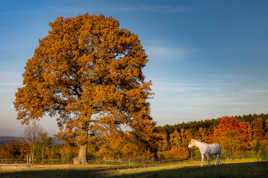 Feu de forêt