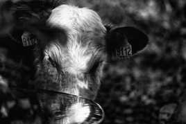 Shoot me if you can!