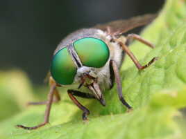 De grands yeux verts II