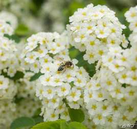 abeille au déjeuner