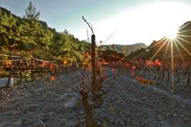 Couleur d'automne dans les P.O.