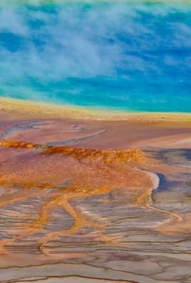 Le poulpe du grand prismatique