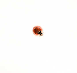 Coccinelle