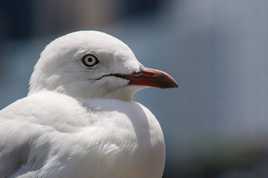 Mouette pas drôle