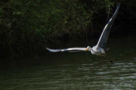 Héron construisant son nid