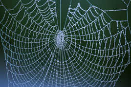 toile araignée