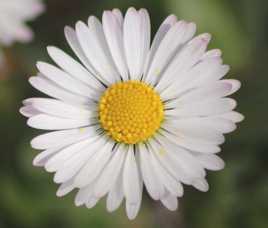 Les fleurs du jardin