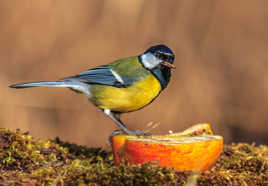 mésange charbonnière