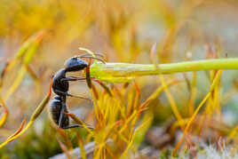 Paysage miniature (2).