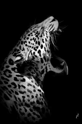 La puissance du Jaguar