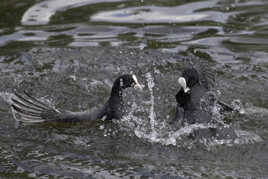 Disputes territoriales entre foulques !
