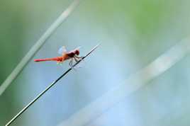 Libellule rouge