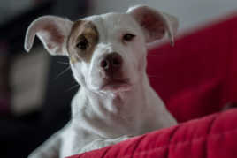 contre plongée narcissique