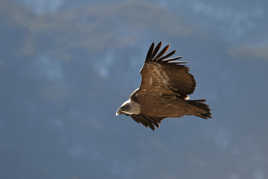 Lumière sur le fauve (1)