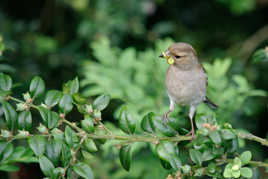 Une pyrale au petit déjeuner