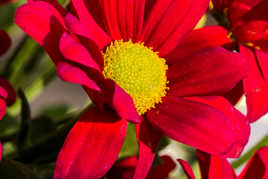 Marguerite rouge