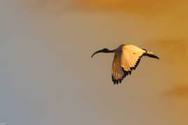 ibis sacré  **