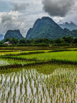 montagne et champs de riz 3