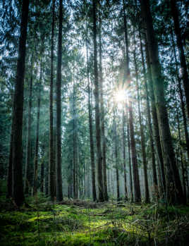 Escapade dans les bois