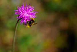 La Fleur et l'Abeille....