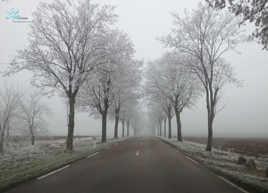 Matin de brouillard 