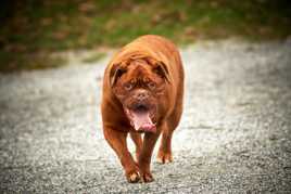 Le dogue de Bordeaux.