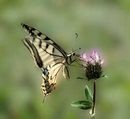 Machaon (2)