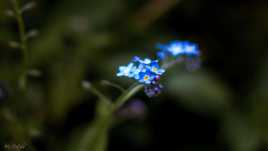 Forget-Me-Not