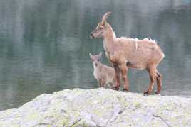 Une maman bouquetin attentionnée