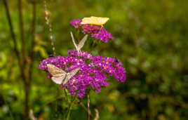 Trio de papillons