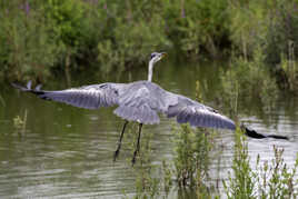 Le héron au plumage gris-bleuâtre