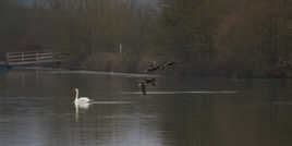 patrouille de canards