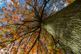 L'arbre d'automne...