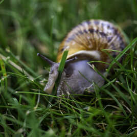 Escargot de jardin