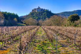 Suivez la voie de la vigne !