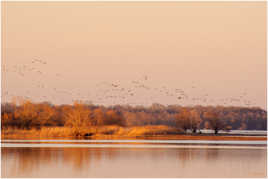 Retour des grues sur le lac