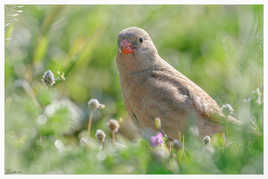 Encore le même Roselin Githagine