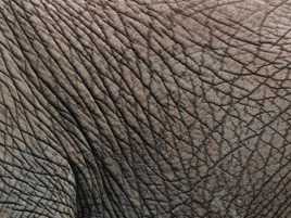 A fleur de peau... d'éléphant