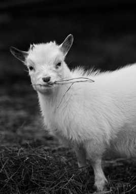 Pistou en mode Beau Gosse.