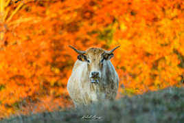 La belle Aubrac