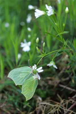 Accouplement de papillons